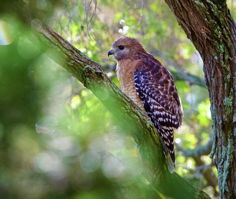 Red Shouldered Hawk  Photograph by Kandy Hurley