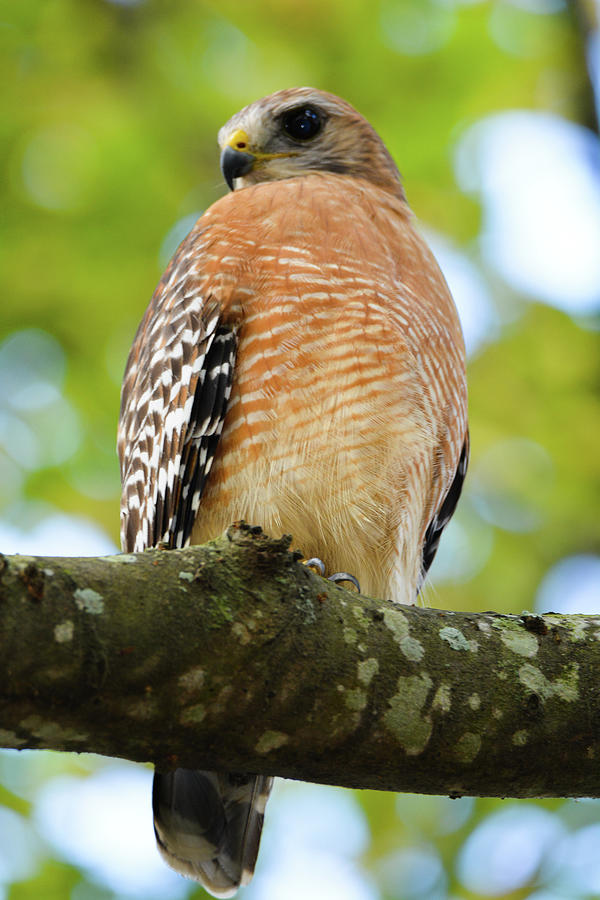 Hawk Photograph - Red- shouldered Hawk by Katy L
