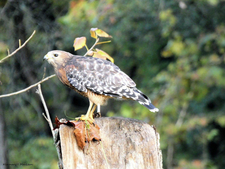 Red-Shouldered Hawk Photograph by Kimmary I MacLean