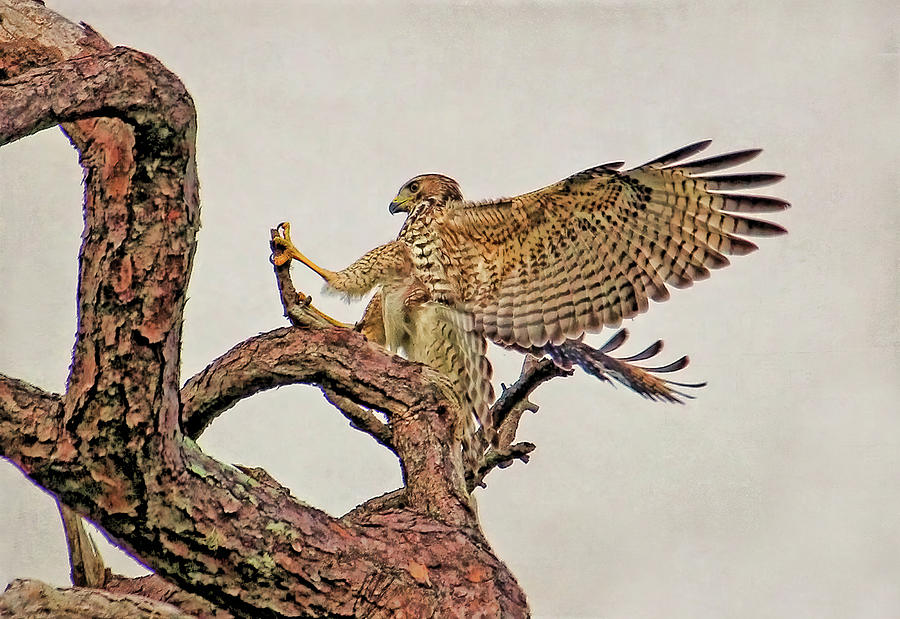 Red-shouldered Hawk Landing 2 Photograph by HH Photography of Florida