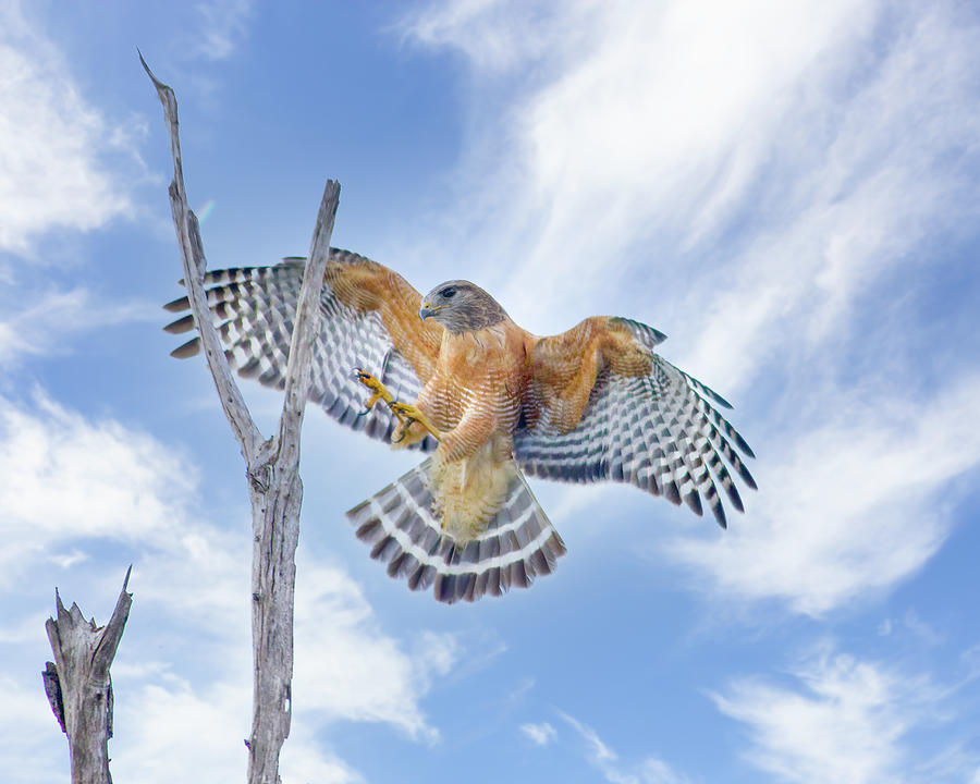 Red Shouldered Hawk Landing Photograph by Mark Andrew Thomas