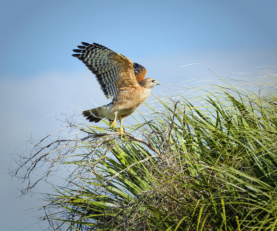 Red Shouldered Hawk Lifting Off Photograph by Fran Gallogly