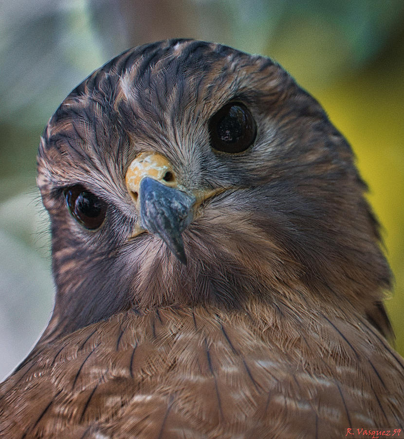 Red Shouldered Hawk Looking Inquisitive   Photograph by Rene Vasquez