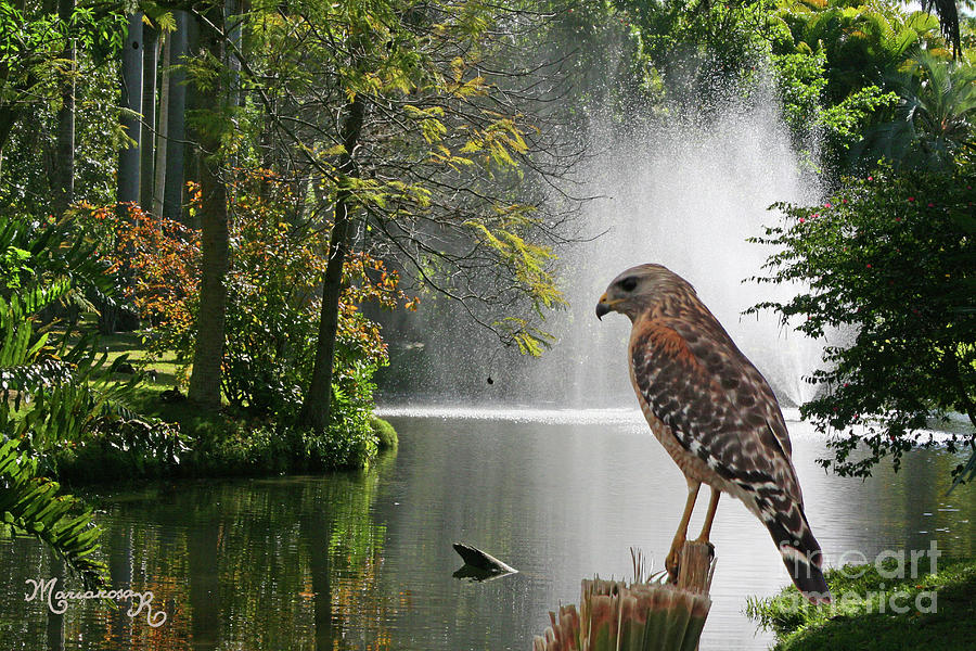 Red-Shouldered Hawk Photograph by Mariarosa Rockefeller