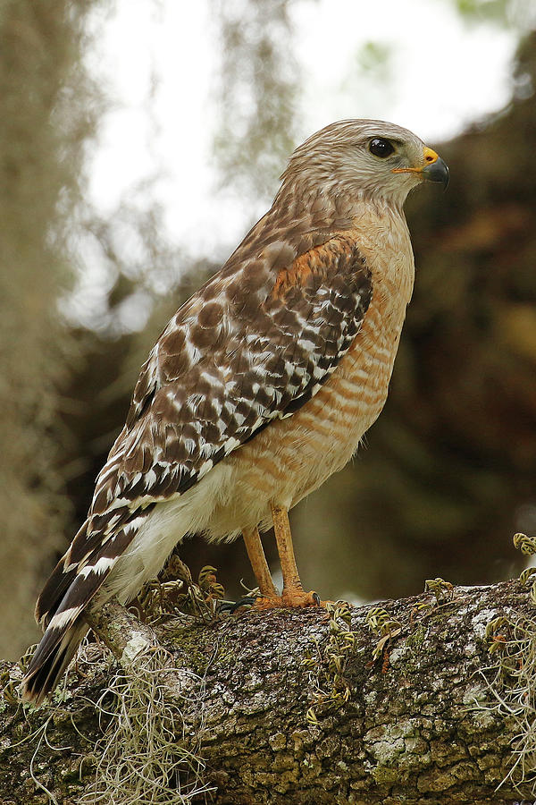 Red-shouldered Hawk Photograph By Maryjane Sesto - Fine Art America