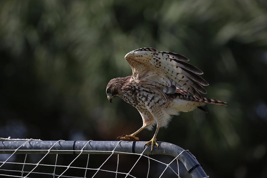 Red Shouldered Hawk Photograph by Mingming Jiang