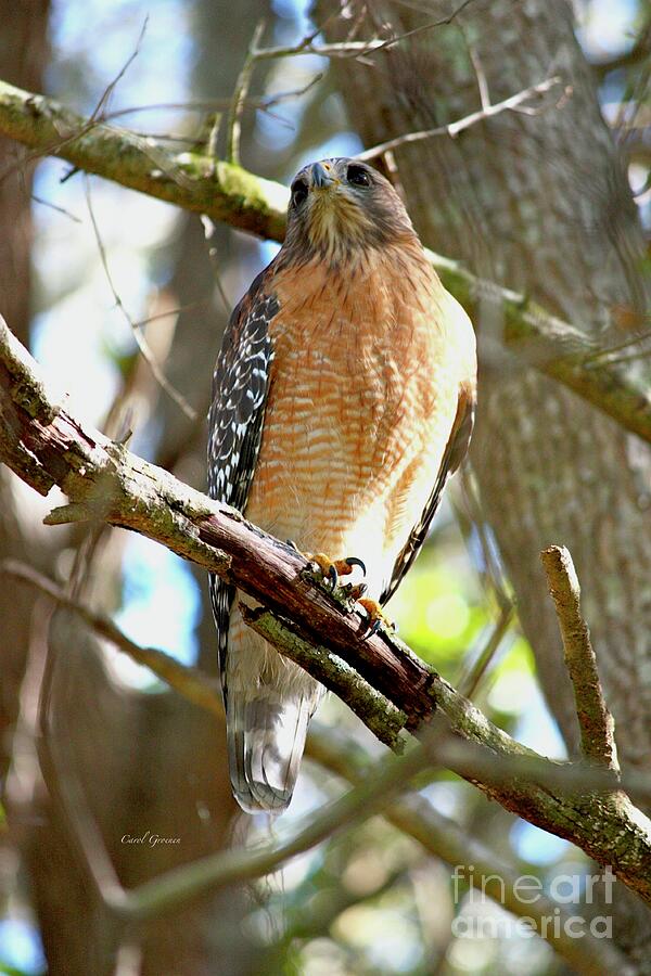 Hawk Photograph - Red-Shouldered Hawk on Branch by Carol Groenen
