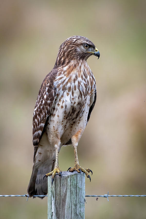 Red-shouldered Hawk on Fence Photograph by Bradford Martin