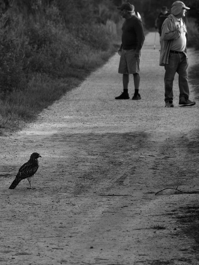 Red Shouldered Hawk On Heron Hideout Trail Black And White  Photograph by Christopher Mercer