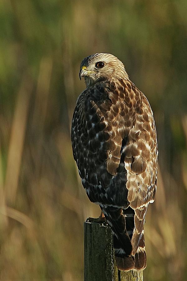 Red-shouldered Hawk On Post Photograph
