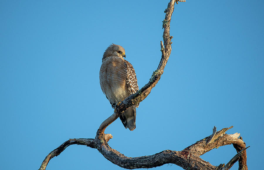 Red-shouldered Hawk on tree branch Photograph by Dan Friend