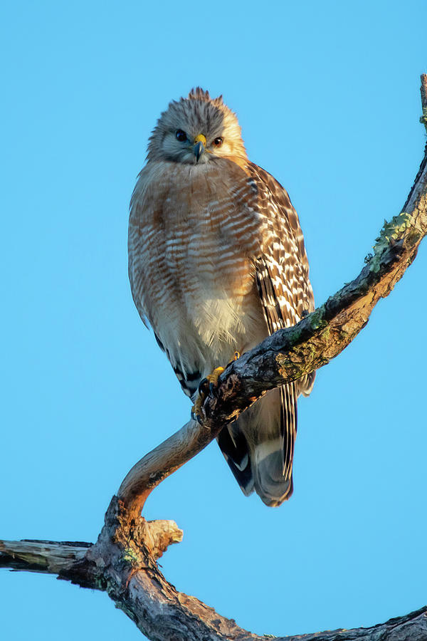 Red-shouldered Hawk on tree branch looking Photograph by Dan Friend