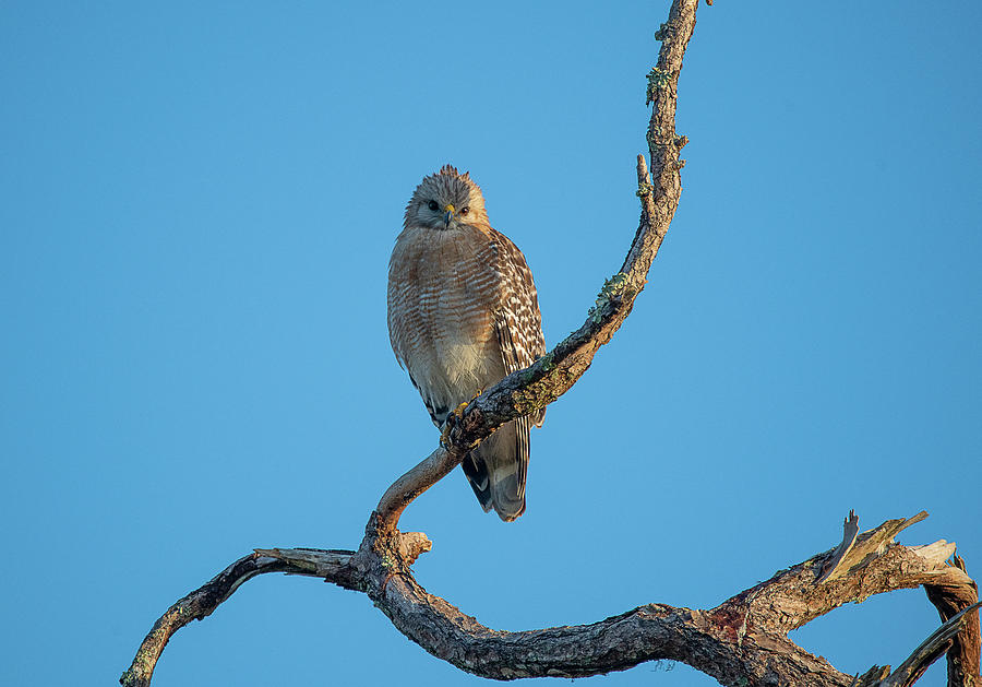 Red-shouldered Hawk on tree branch looking straight Photograph by Dan Friend