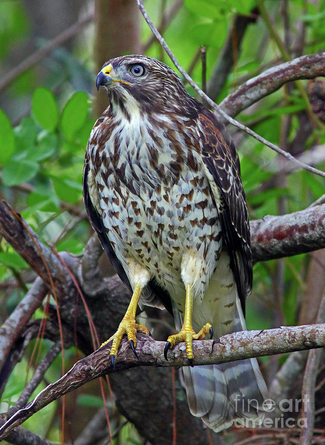 Red Shouldered Hawk on watch  Photograph by Larry Nieland