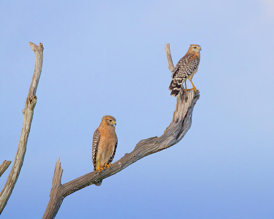Red Shouldered Hawk Pair Photograph by Mark Andrew Thomas