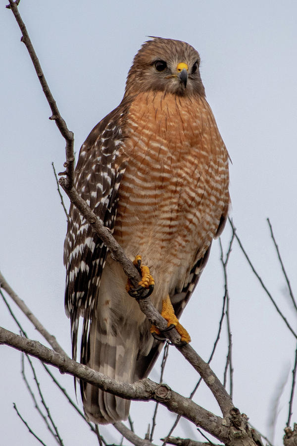 Red-shouldered Hawk Perched Photograph by Bradford Martin