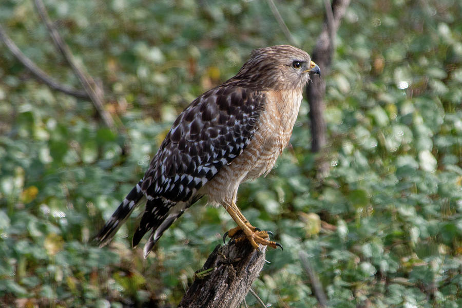Red-shouldered Hawk Perched by Marsh Photograph by Bradford Martin