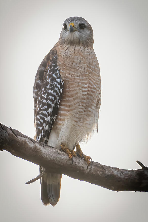 Red Shouldered Hawk Perched on Branch Photograph by Bradford Martin