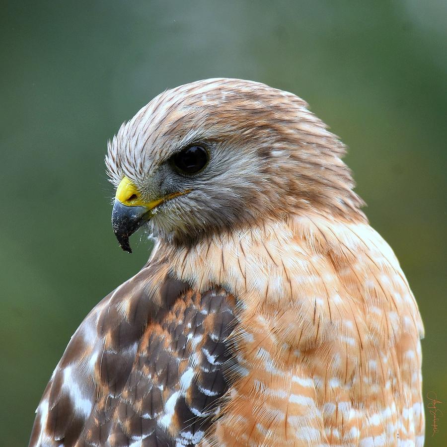 Red Shouldered Hawk Portrait Photograph by Amy Sandersfeld - Fine Art ...