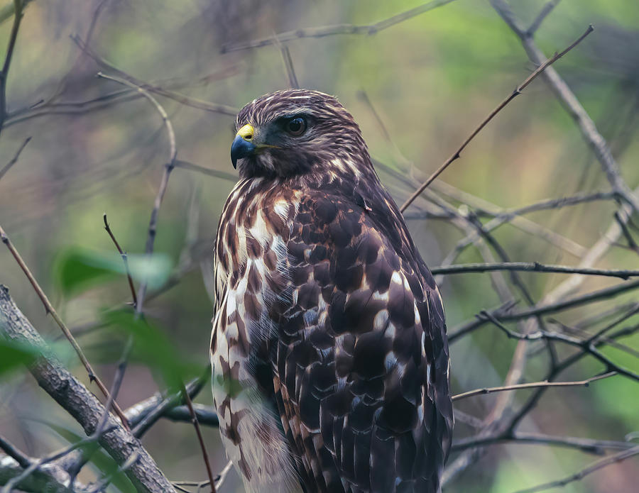 Red Shouldered Hawk Portrait Photograph by Chad Meyer