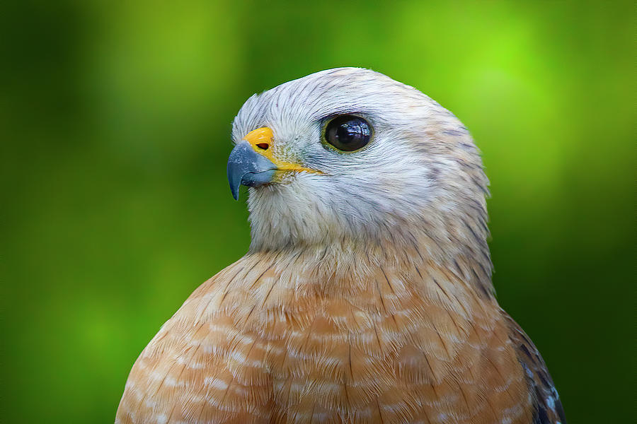 Red Shouldered Hawk Portrait Photograph by Mark Andrew Thomas