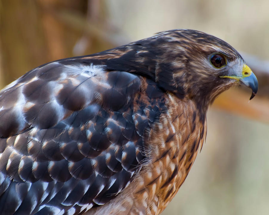 Red Shouldered Hawk Profile Photograph by Flees Photos Red Shouldered Hawk Profile Photograph by Flees Photos
