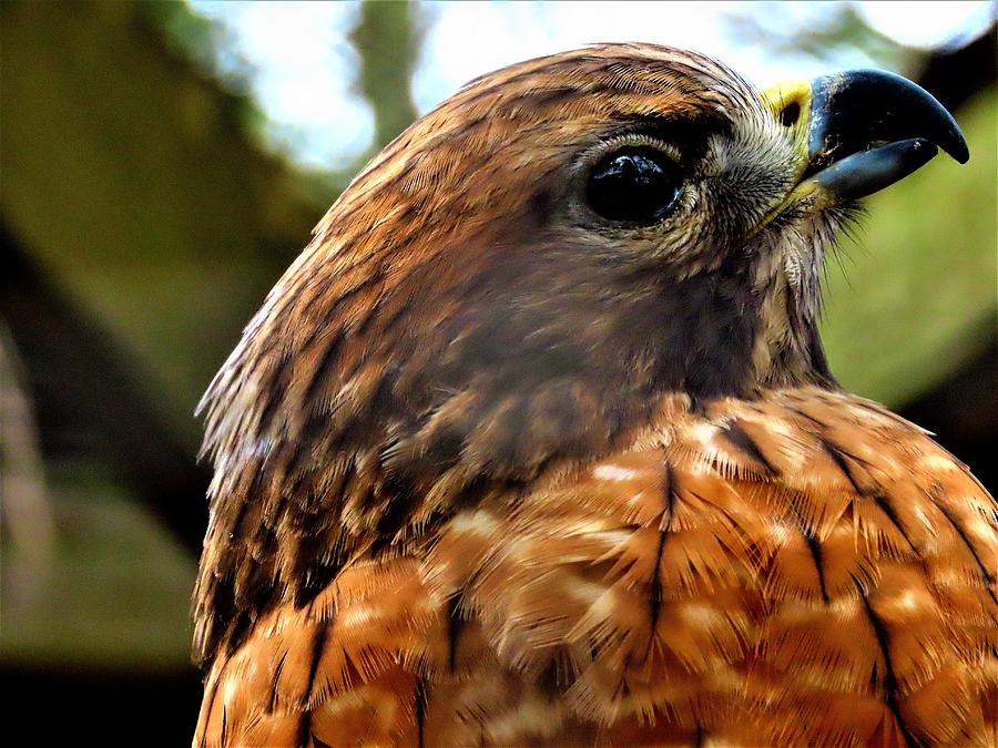 Red-shouldered Hawk Profile Photograph by Linda Stern
