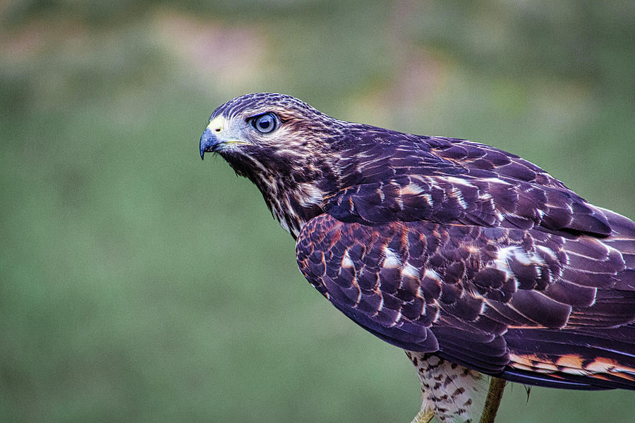 Wildlife Photograph - Red-Shouldered Hawk by Randy Bayne