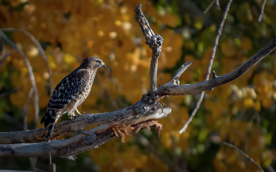 Red Shouldered Hawk Photograph by Rick Mosher