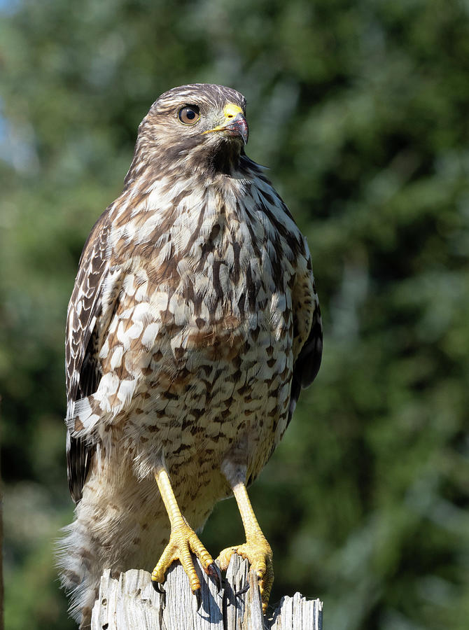 Red-shouldered Hawk Photograph by Rowland Willis | Fine Art America