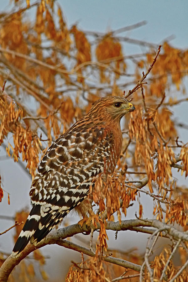 Red-Shouldered Hawk - Sacramento NWR Photograph by Amazing Action Photo Video