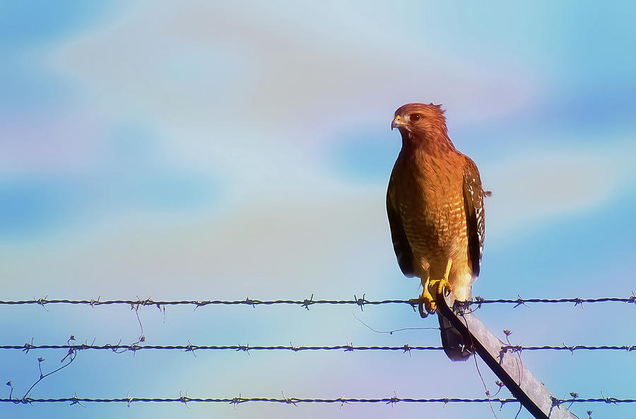 Red Shouldered Hawk Sitting On Wired Fence Photograph