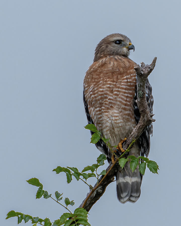 Red-shouldered Hawk - St John's River Photograph by Robert Briggs ...