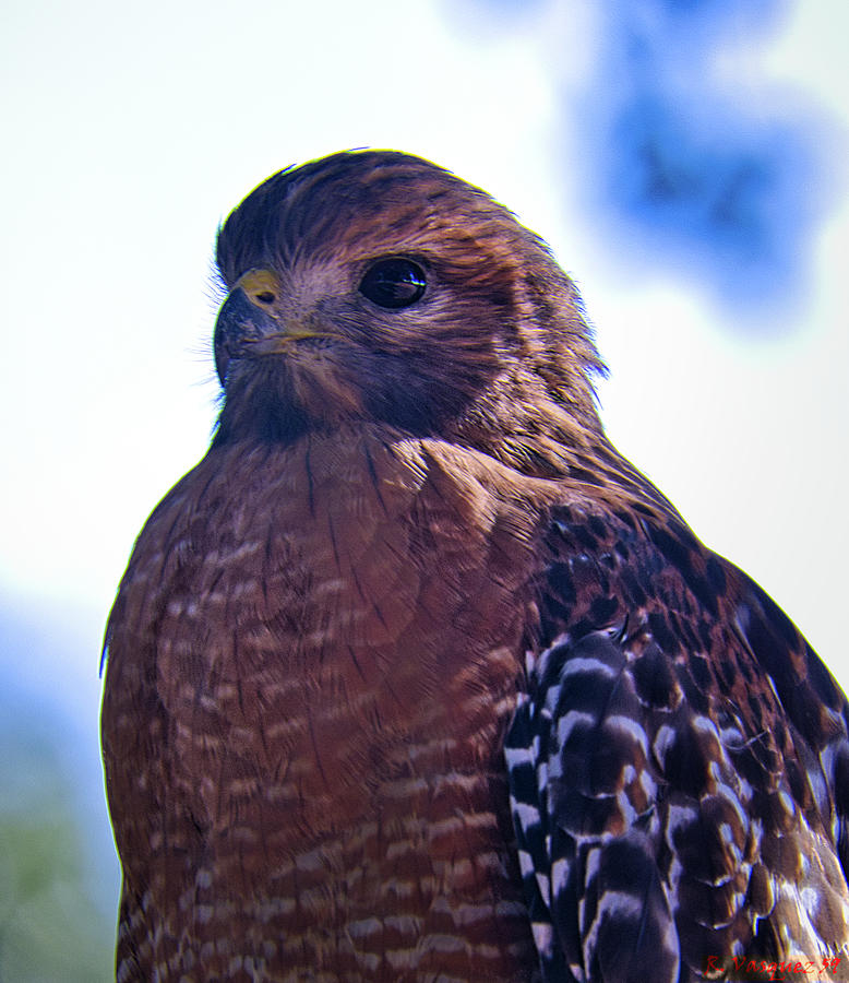 Red Shouldered Hawk Stare Photograph by Rene Vasquez