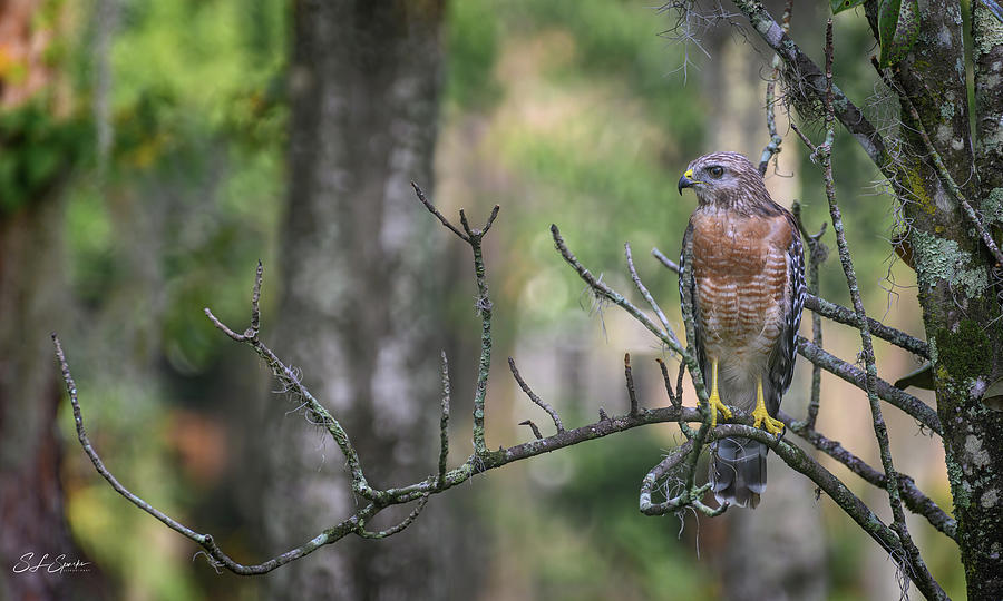Red-Shouldered Hawk Photograph by Steven Sparks
