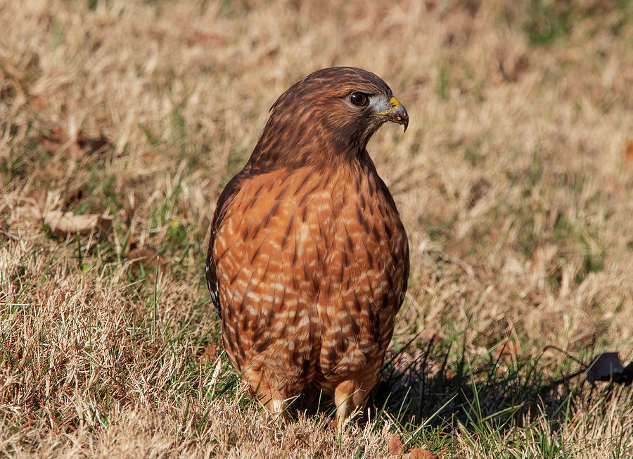 Red Shouldered Hawk - Strong Pose Photograph by Chad Meyer