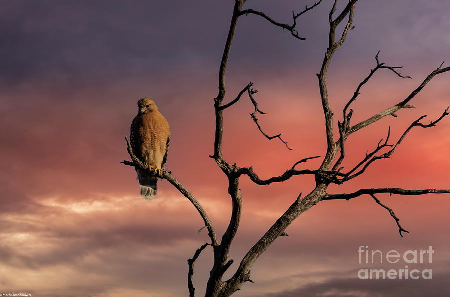 Hawk Photograph - Red-Shouldered Hawk Sunrise by Mitch Shindelbower