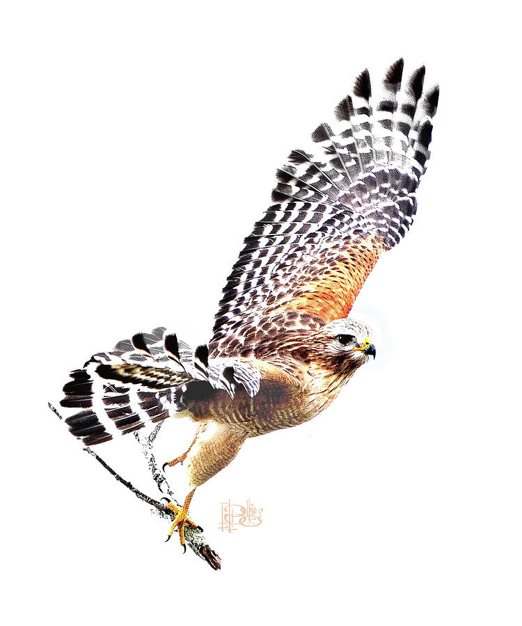 Red Shouldered Hawk Take-off Digital Art by Gene Bollig