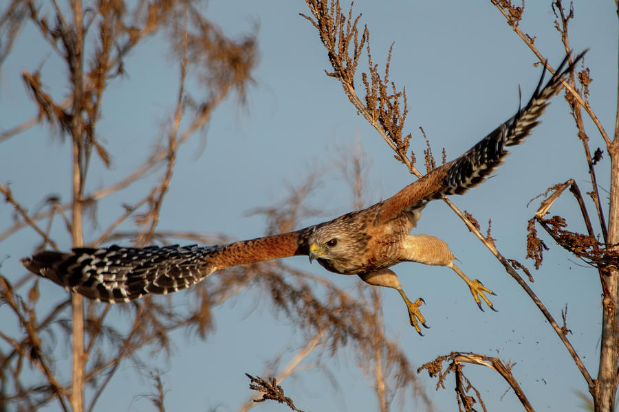 Red-Shouldered Hawk takes off. Photograph by Bradford Martin