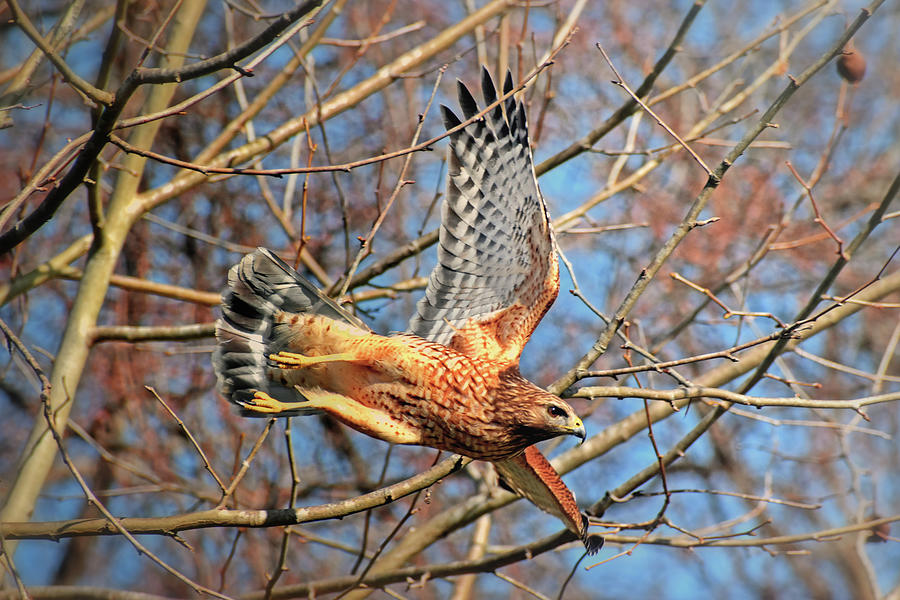 Red Shouldered Hawk Taking Off 005 Photograph by George Bostian