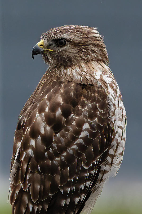 Red Shouldered Hawk Photograph by Vincent Billotto