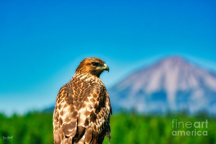 Red-Shouldered Hawk with Mt. McLaughlin in the Background Photograph by Bruce Block