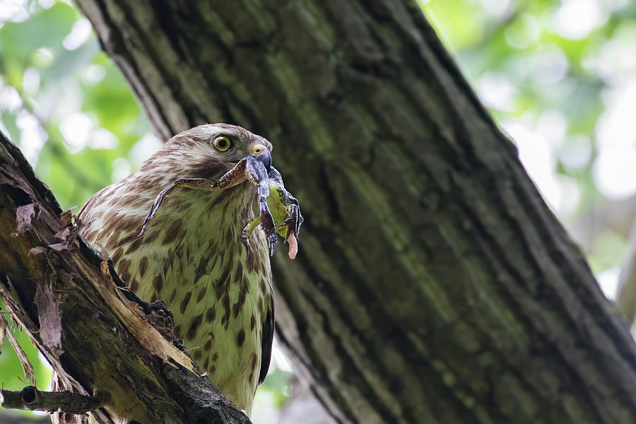 Red Shouldered Hawk With Prey Photograph