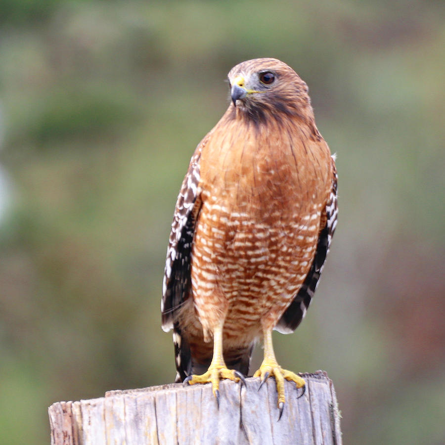 Red Shouldered Hawkphoto Photograph by Perry Hoffman