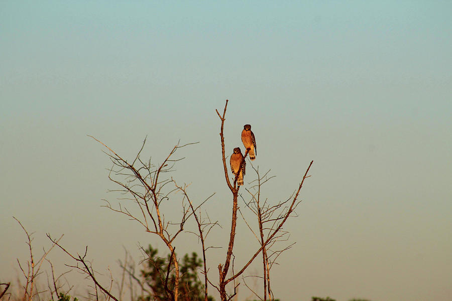 Red Shouldered Hawks Spot The Photographer Photograph by Robert Banach