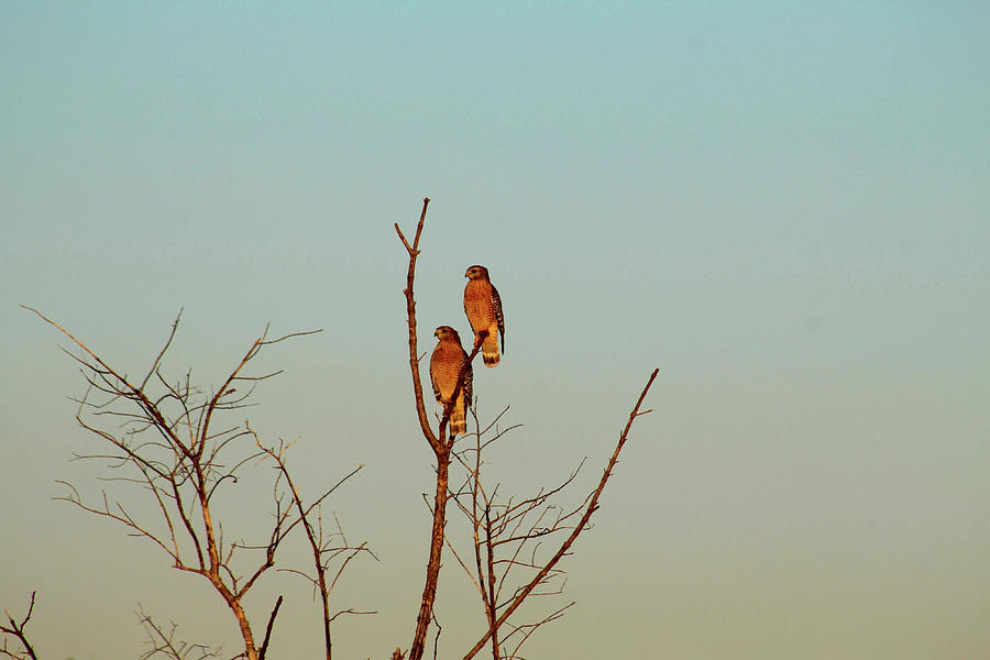 Red Shouldered Hawks Watching Photograph by Robert Banach