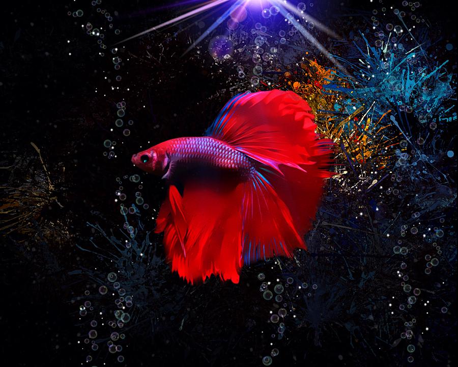 Red Siamese Fighting Fish Digital Art