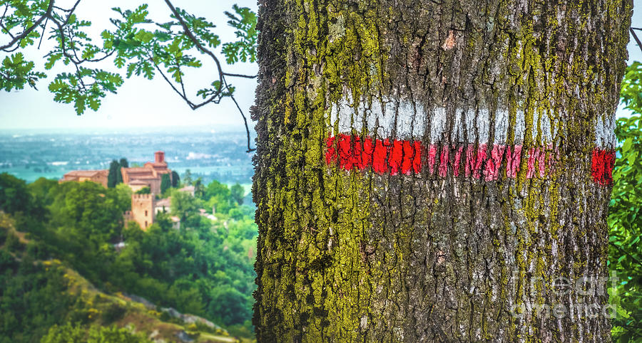 Nature Photograph - red signs on marked tree hiking trail in italy - Monteveglio - Bologna - Italy by Luca Lorenzelli