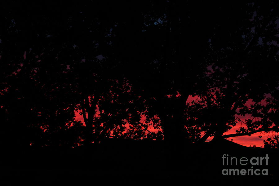 Red Silhouette Photograph by Ann E Robson