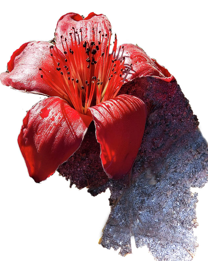 Red Silk-Cotton Flower Mixed Media by George Harth